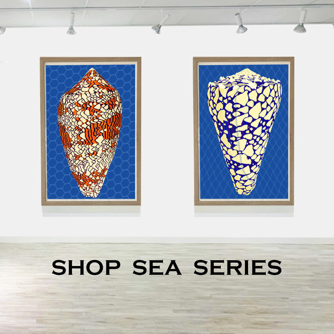 Judd Boloker Sea Life Art Prints – Made in Hawaii. This portfolio of drawings of sea life features Art Shells by the Oahu Visual Artist. 