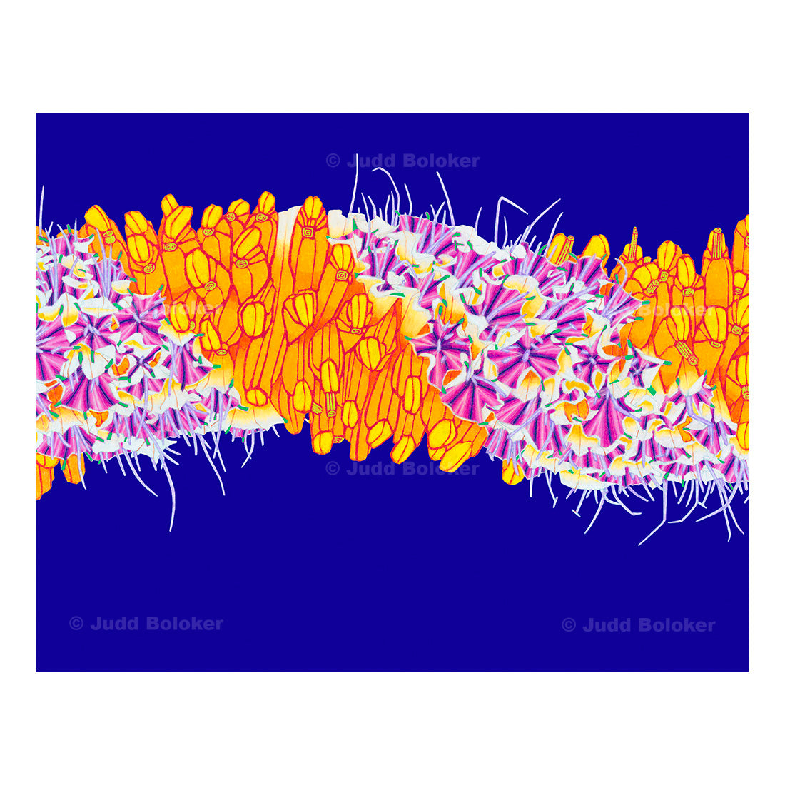 Cigar Flower lei. lei wall art print by Oahu visual artist Judd Boloker. Made in Hawaii. Hawaiian print. Fine Art from Hawaii