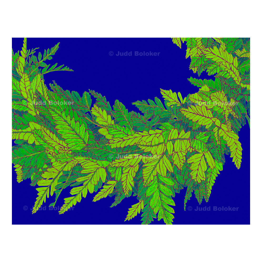 Fern Haku. lei wall art print by Oahu visual artist Judd Boloker.  Made in Hawaii.  Hawaiian print.  Fine Art from Hawaii