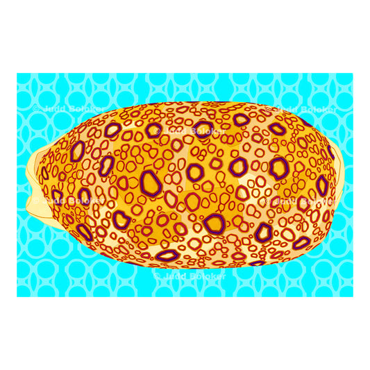 Hundred Eyed Cowrie. Sea life wall art print by Oahu visual artist Judd Boloker.  Made in Hawaii.  Hawaiian Print. Shell artwork.