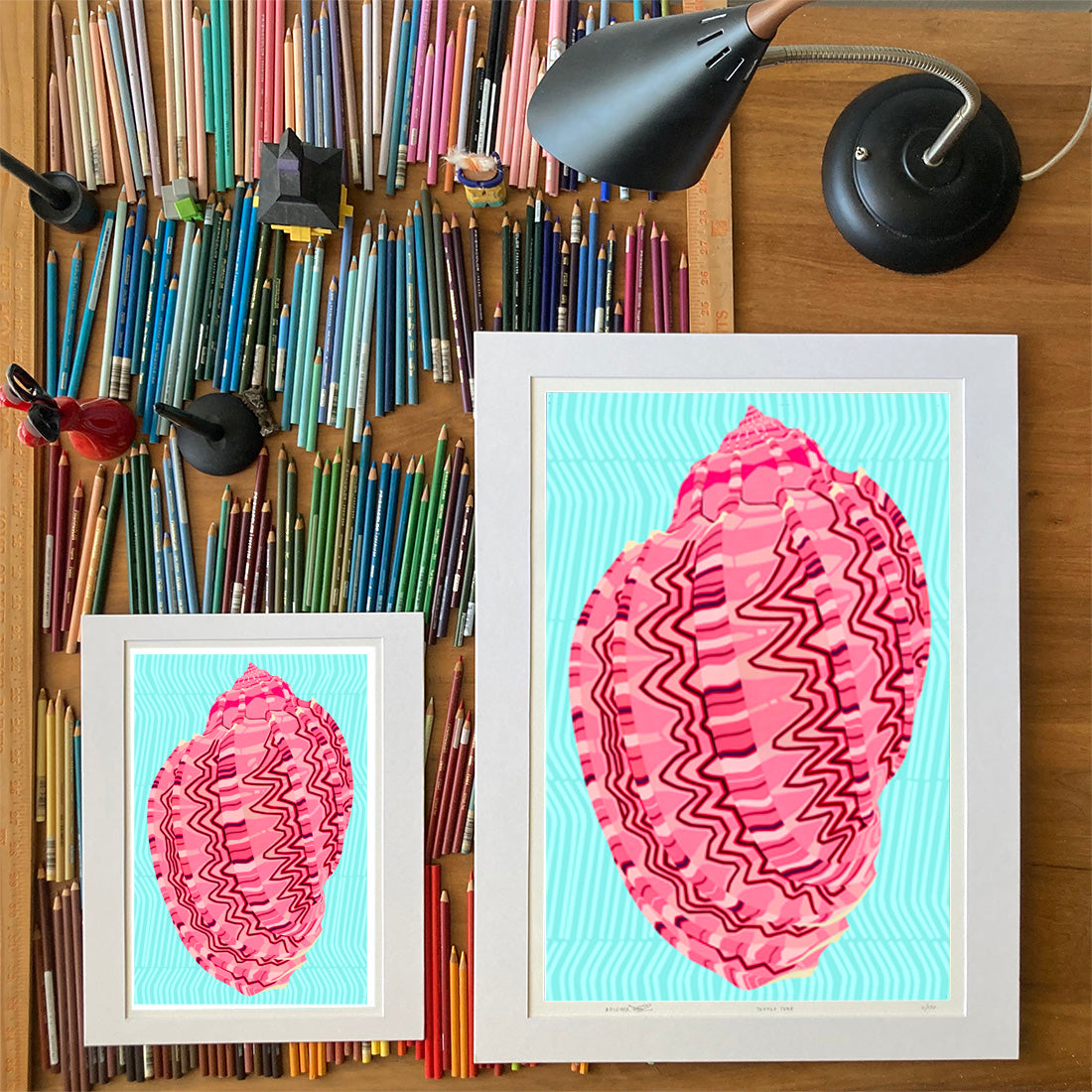 Harp Shell. Drawings of sea life by Oahu visual artist Judd Boloker. Made in Hawaii. Fine Art from Hawaii. Art Shell Print.