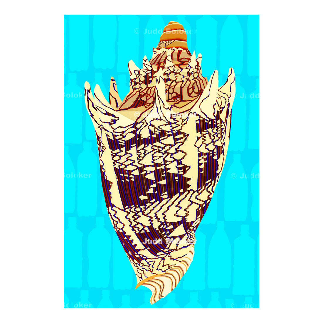 Imperial Volute. Sea life wall art print by Oahu visual artist Judd Boloker. Made in Hawaii. Hawaiian Print. Shell artwork.