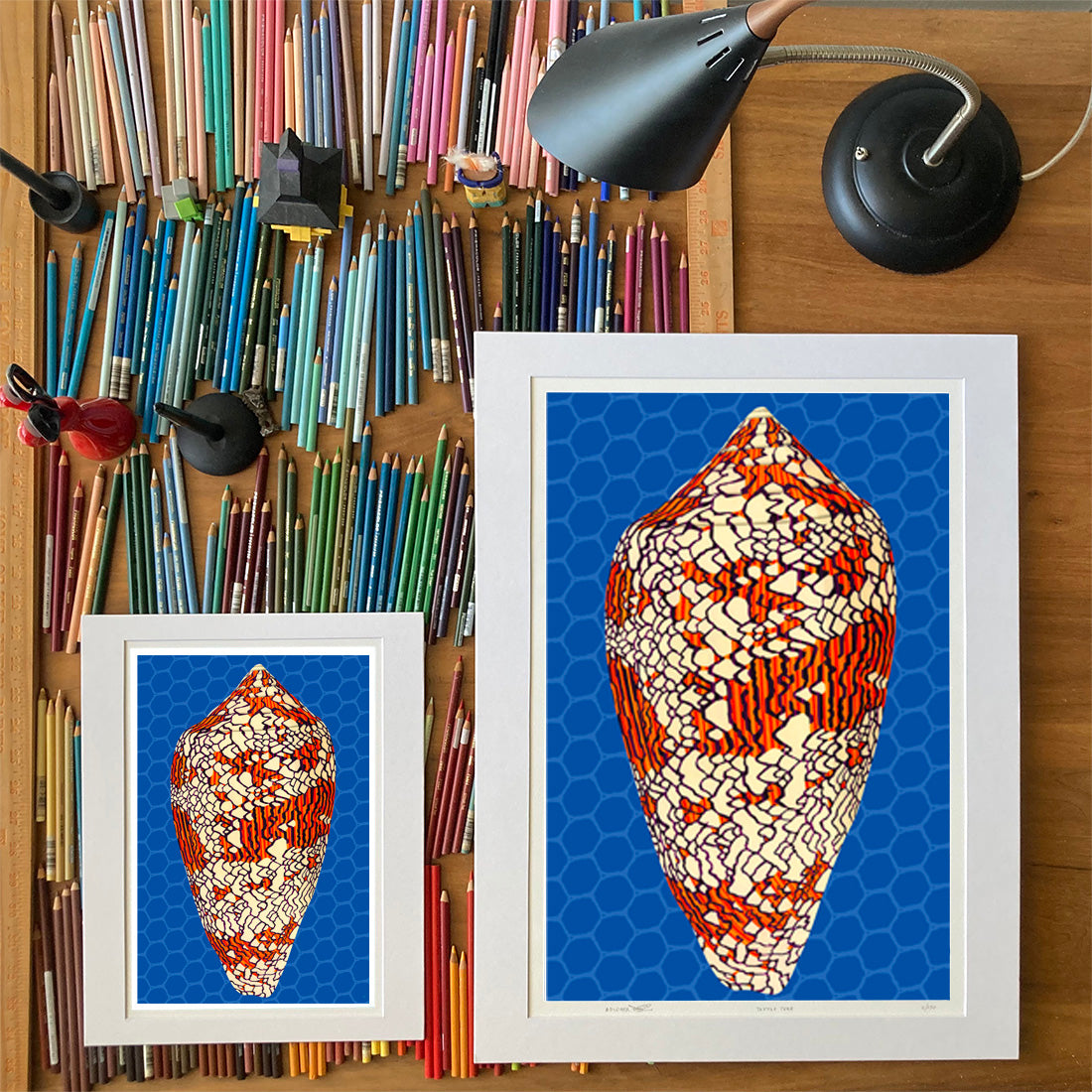 textile cone Drawings of sea life by Oahu visual artist Judd Boloker.  Made in Hawaii. Fine Art from Hawaii. Art Shell Print.