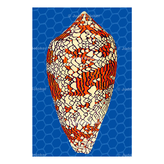 Textile cone Sea life wall art print by Oahu visual artist Judd Boloker.  Made in Hawaii.  Hawaiian Print. Shell artwork.