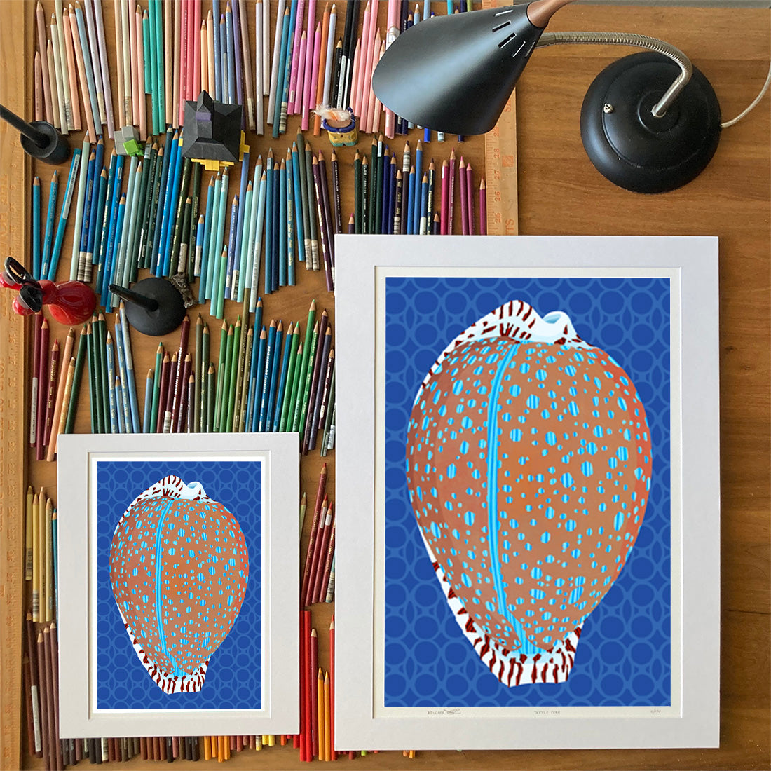 Lamarck's Cowrie. Drawings of sea life by Oahu visual artist Judd Boloker. Made in Hawaii. Fine Art from Hawaii. Art Shell Print.