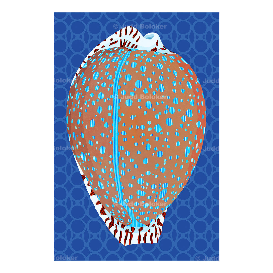 Lamarck's Cowrie. Sea life wall art print by Oahu visual artist Judd Boloker.  Made in Hawaii.  Hawaiian Print. Shell artwork.