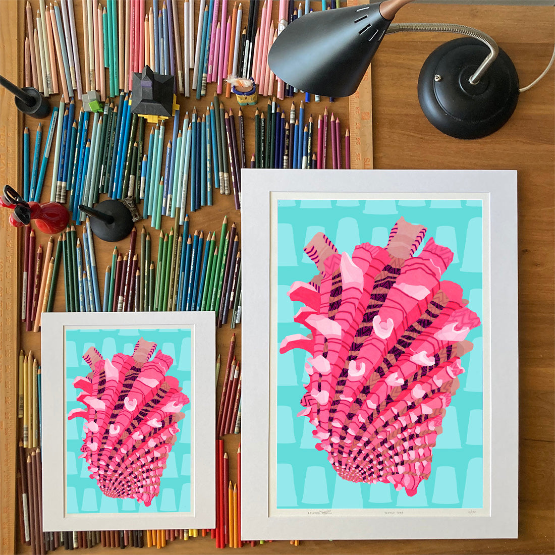 Australian Cardita. Drawings of sea life by Oahu visual artist Judd Boloker.  Made in Hawaii. Fine Art from Hawaii. Art Shell Print.