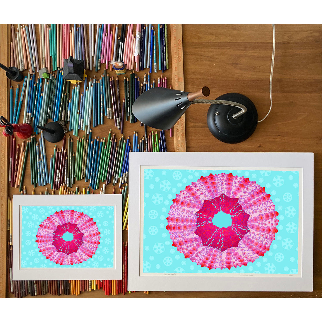 Pink Urchin Echinometra Mathaei Drawings of sea life by Oahu visual artist Judd Boloker. Made in Hawaii. Fine Art from Hawaii. Art Shell Print.