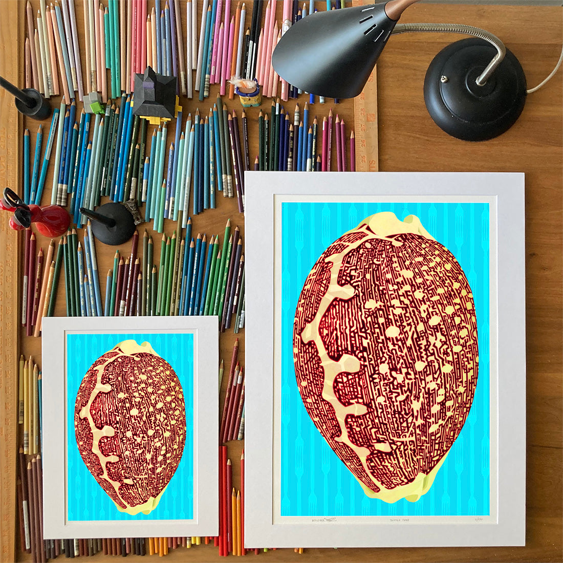 Leporicypraea mappa Drawings of sea life by Oahu visual artist Judd Boloker.  Made in Hawaii. Fine Art from Hawaii. Art Shell Print.