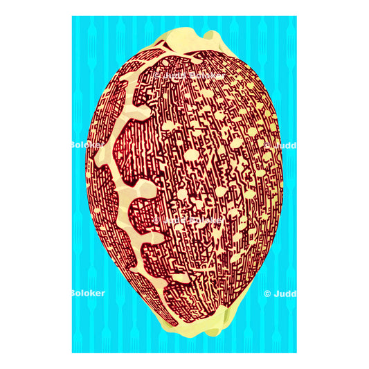 Leporicypraea mappa Sea life wall art print by Oahu visual artist Judd Boloker.  Made in Hawaii.  Hawaiian Print. Shell artwork.
