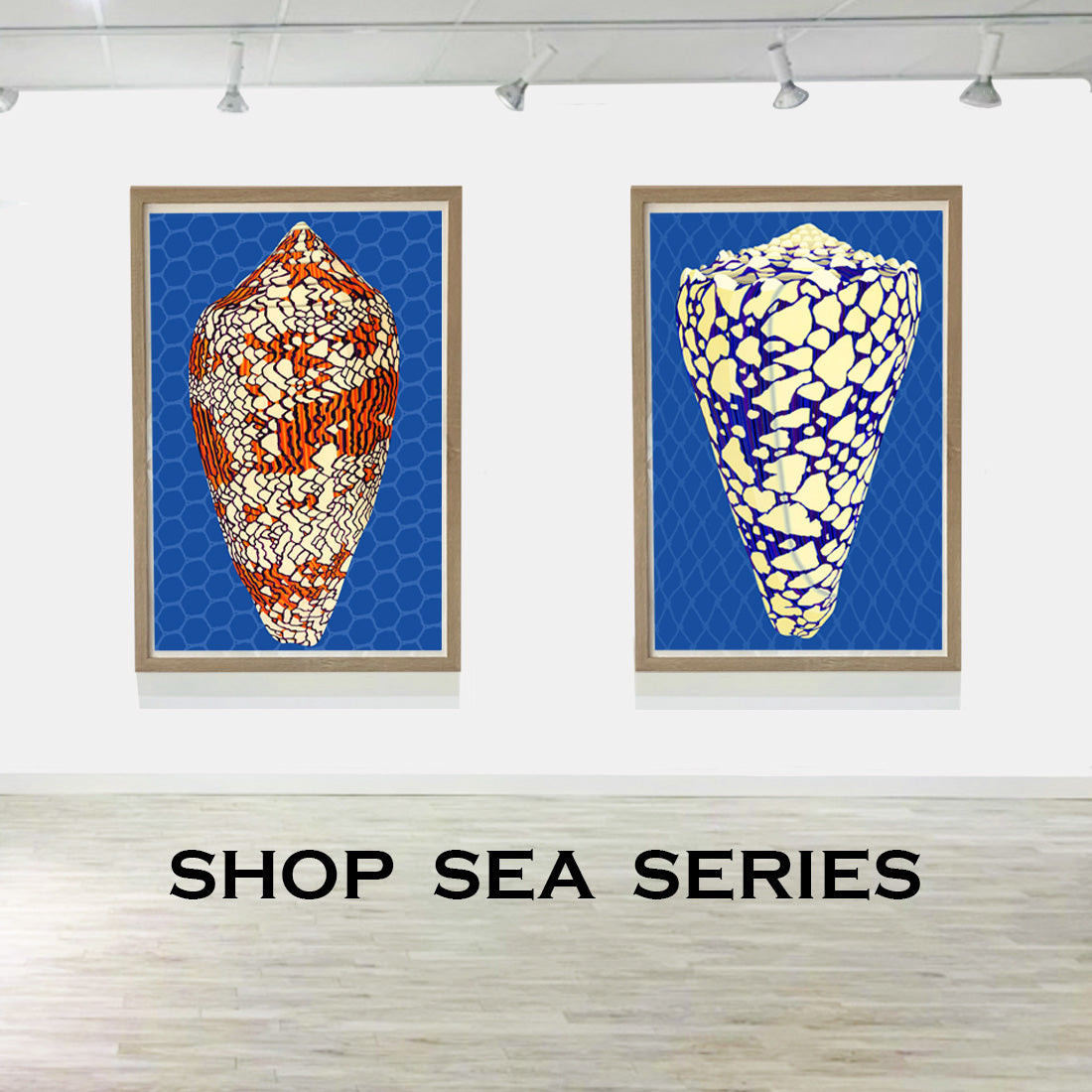 Judd Boloker Sea Life Art Prints – Made in Hawaii. This portfolio of drawings of sea life features Art Shells by the Oahu Visual Artist.