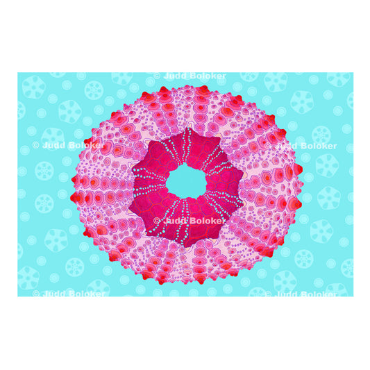 Pink Urchin Echinometra mathaei Sea life wall art print by Oahu visual artist Judd Boloker.  Made in Hawaii.  Hawaiian Print. Shell artwork.