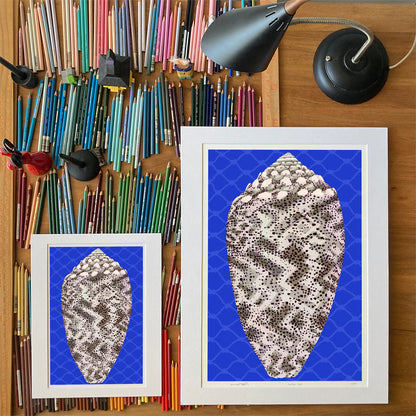 Sand Dusted Cone.  Conus Arenatus.  Drawings of sea life by Oahu visual artist Judd Boloker.  Made in Hawaii. Fine Art from Hawaii. Art Shell Print.