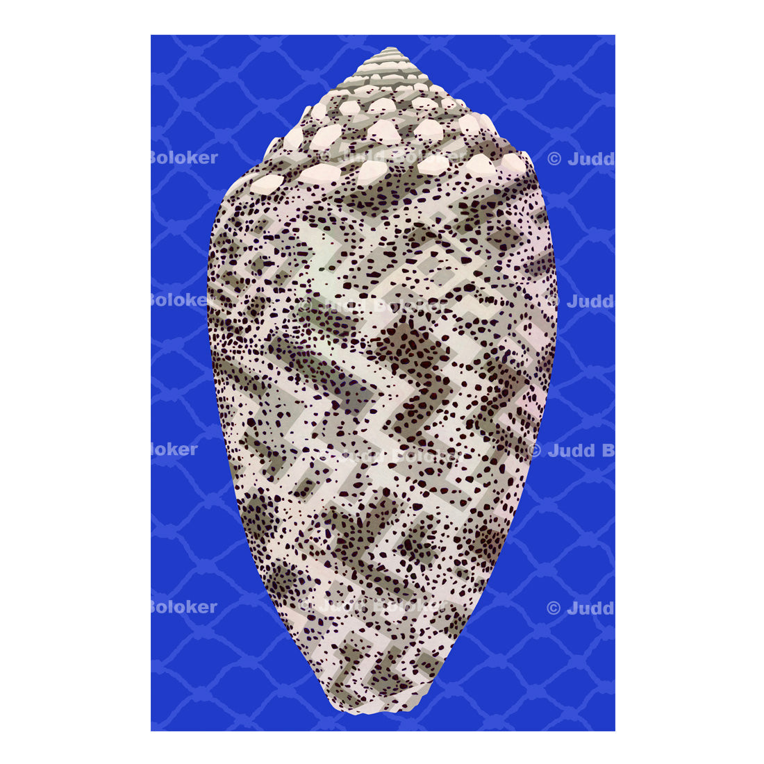 Sand Dusted Cone.  Conus Arenatus. Sea life wall art print by Oahu visual artist Judd Boloker.  Made in Hawaii.  Hawaiian Print. Shell artwork.