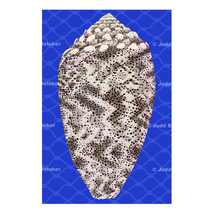 Sand Dusted Cone.  Conus Arenatus. Sea life wall art print by Oahu visual artist Judd Boloker.  Made in Hawaii.  Hawaiian Print. Shell artwork.