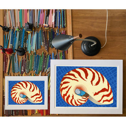 Nautilus. Drawings of sea life by Oahu visual artist Judd Boloker.  Made in Hawaii. Fine Art from Hawaii. Art Shell Print.