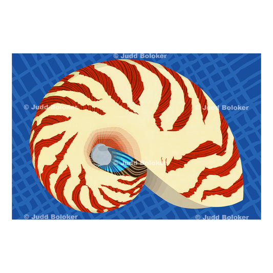 Nautilus. Sea life wall art print by Oahu visual artist Judd Boloker.  Made in Hawaii.  Hawaiian Print. Shell artwork.